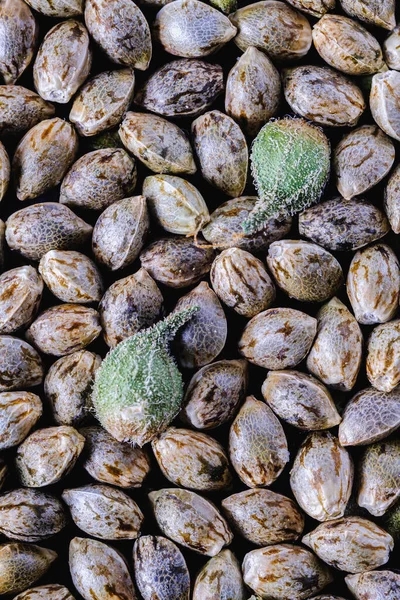 photo-medical-cannabis-seeds